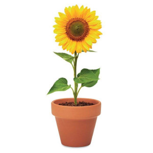 Maceta con Semillas de Girasol | Regalos Ecológicos 2