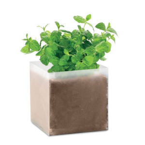 Maceta con Semillas de Menta | Regalos ORIGINALES