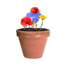 Cápsula con Semillas de Flores Silvestres