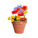 Cápsula con Semillas de Flores Silvestres