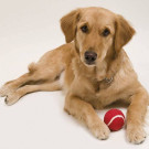 Pelota para mascotas