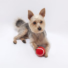 Pelota para mascotas | Juguete para mascotas
