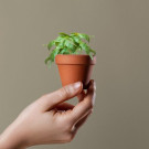 Maceta Personalizada | Mini Maceta con Albahaca