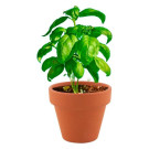 Maceta Personalizada | Mini Maceta con Albahaca