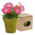 Macetero con semillas | Maceta biodegradable