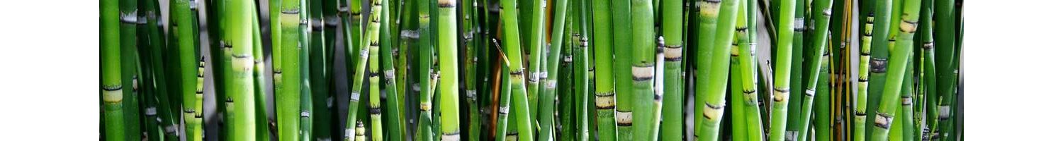 Regalos Ecológicos de Bambú | Productos de Bambú